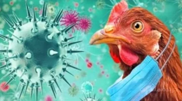 لمواجهة تفشٍ محتمل لأنفلونزا الطيور.. إسبانيا تتحرك لتأمين اللقاحات وتحديث خطط الطوارئ. 1